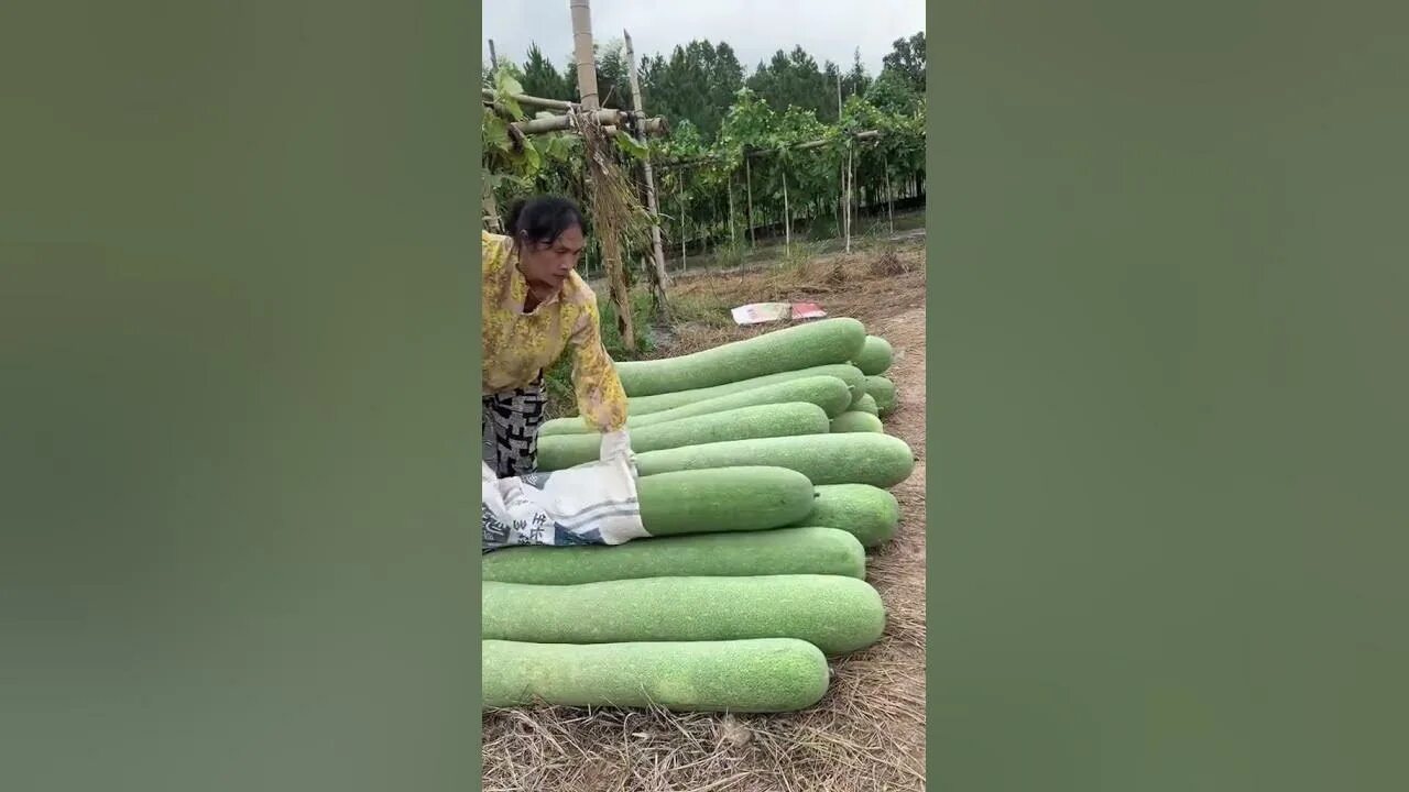 100 КАБАЧКОВ С ОДНОГО КУСТА! Свой огород Дзен