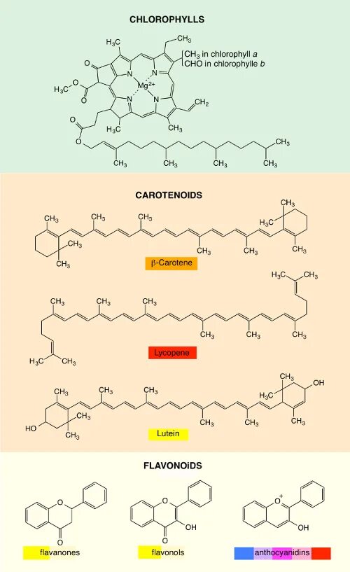 Пигмент каротиноиды. Хлорофилл. Каротин. Каротины и ксантофиллы. Каротин молекула.