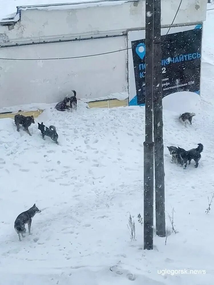 Стая собак загызли семилетрию девочьку. Бездомные собаки забайкалье. Собаки загрызли 7 девочку. Чита собаки загрызли девочку. В забайкалье девочку загрызли собаки.