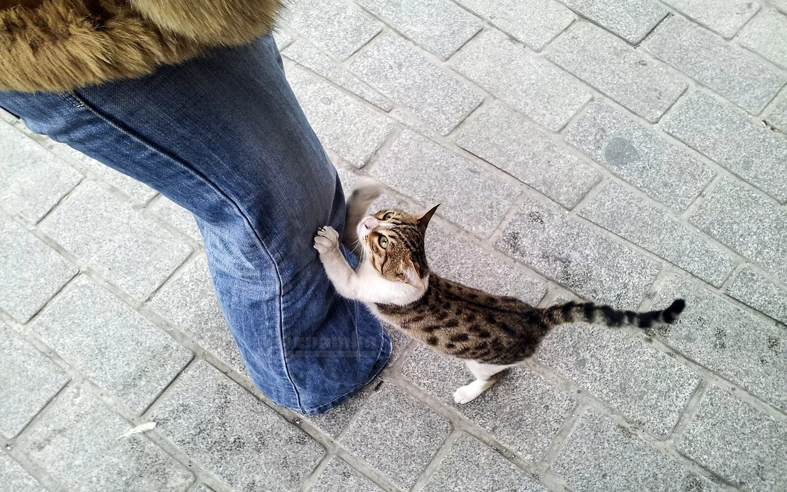 Turkey cats. Турецкие кошки уличные. Коты в Турции. Турецкие коты на улице. Кошки в Стамбуле.