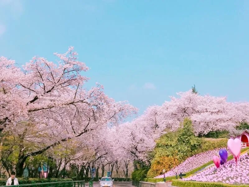 Blossom 2023. Сакура в Южной Корее 2023. Сакура МГУ. Сакура в Корее. Цветение вишни в Южной Корее 2024.