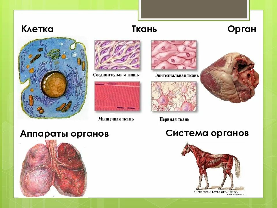 Количество клеток в организме животных. Клетка ткань орган система органов. клетка ткань орган система органов организм биология 5 класс. ткани и органы животных. ткани органы и системы органов животных.