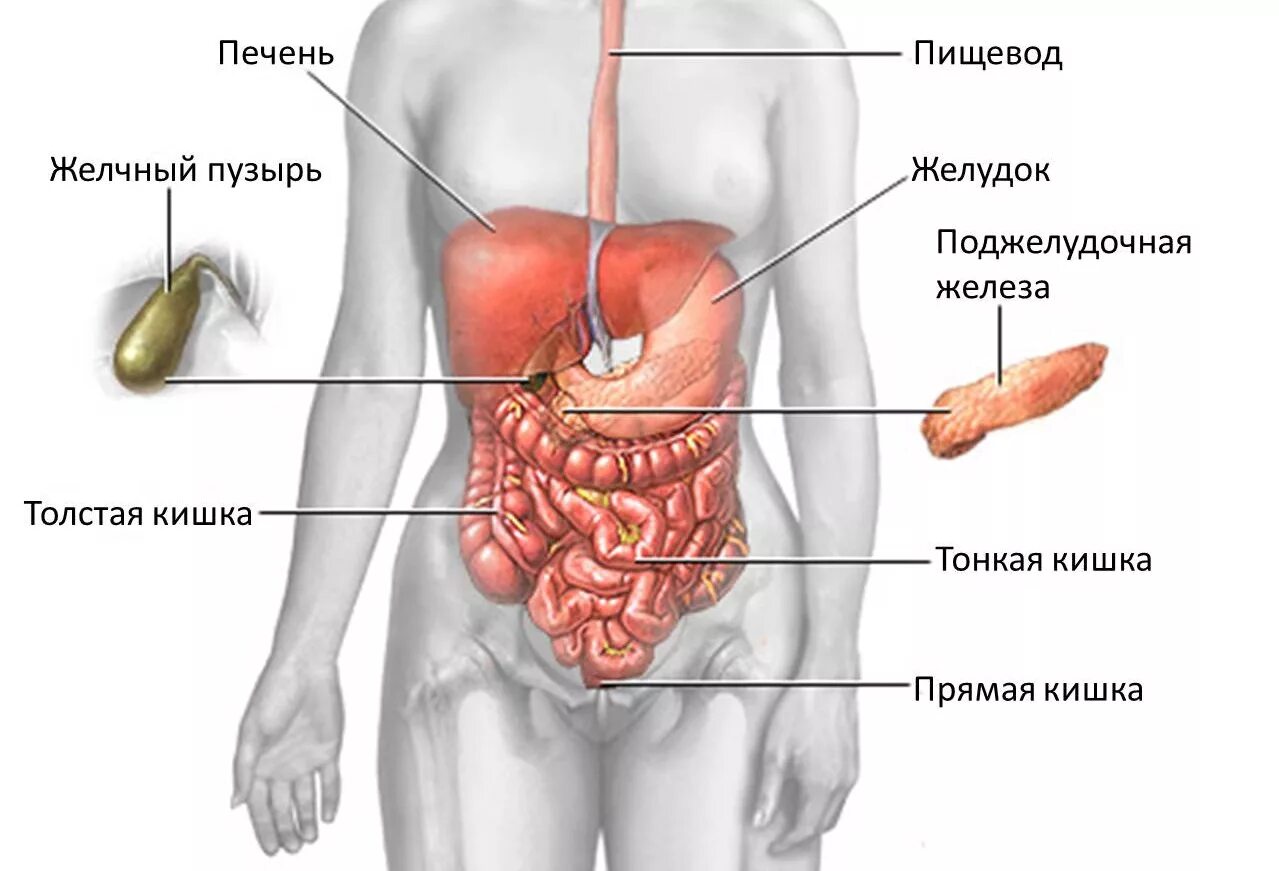 Где находится печень у человека фото