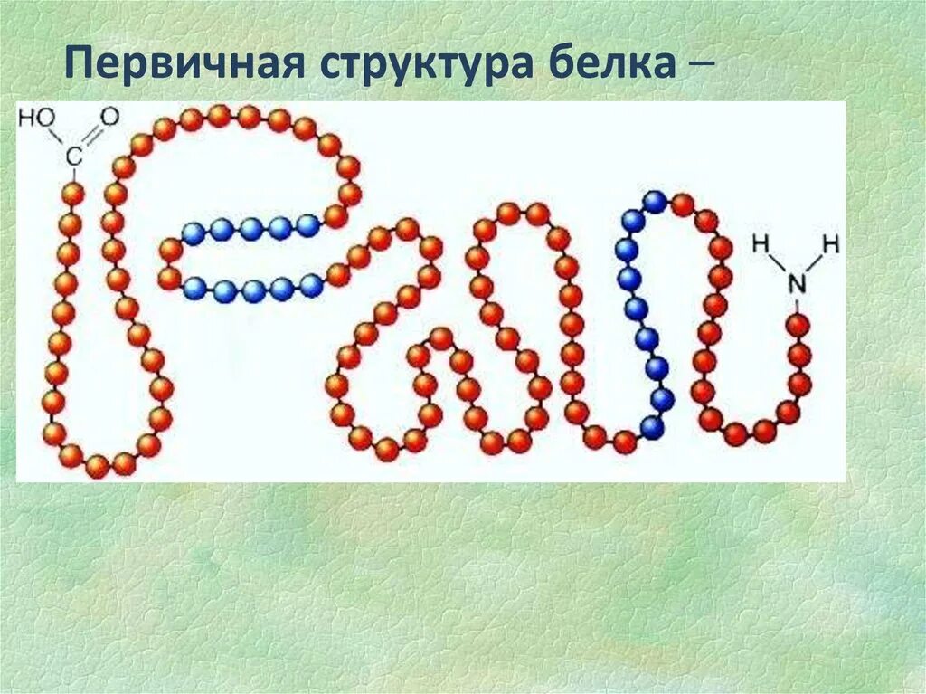 Первичная структура белка. Первичная структура белка структура. Первичная структура белка биохимия. Строение первичной структуры белка.