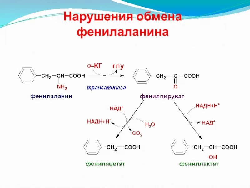 Фенилаланин биохимия. Схема превращения фенилаланина. Схема метаболизма фенилаланина. Схема альтернативного пути метаболизма фенилаланина.. Синтез фенилаланина биохимия.