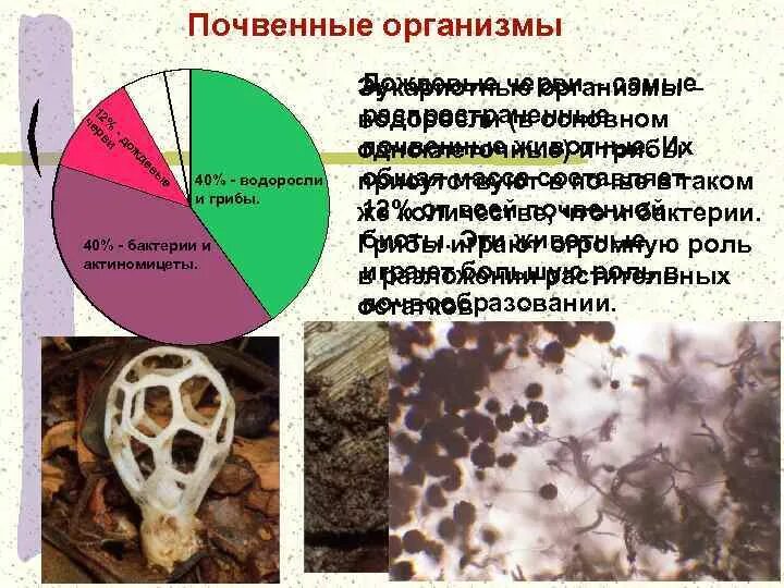 Почвенные водоросли представители. Почвенные грибы. Почвенные организмы. Почвенные грибы примеры. Группы почвенных организмов