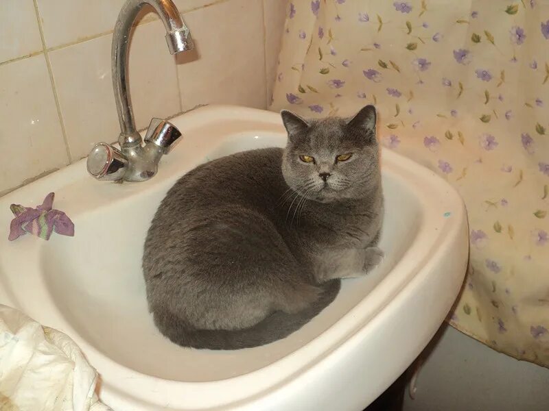 Можно ли мыть котенка в 1 месяц. Котенок в раковине. купание британского кота. мытье кошки. британский кот в раковине.