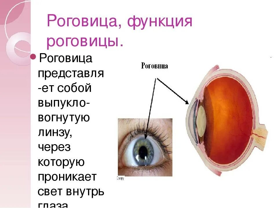 Строение роговицы глаза. Роговица ее функции. Роговица характеристика