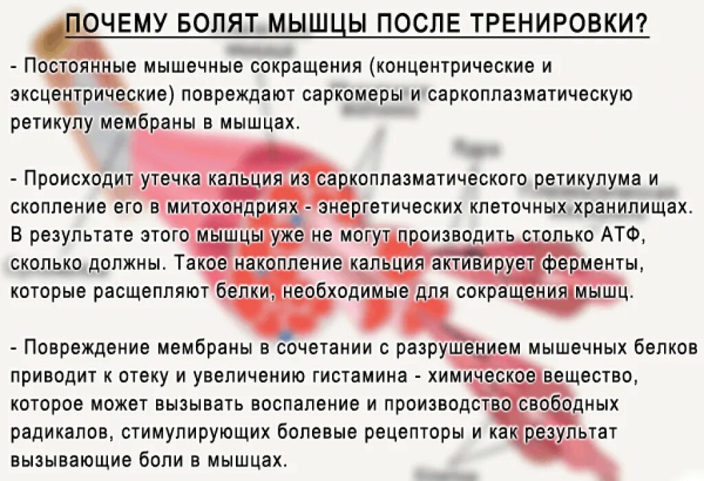 Боли в мышцах после тренировки почему. Болят мышцы после тренировки. Почему болят мышцы после тренировки. Боль в мышцах после тренировки причина. Почему болят мышцы ног после тренировки.