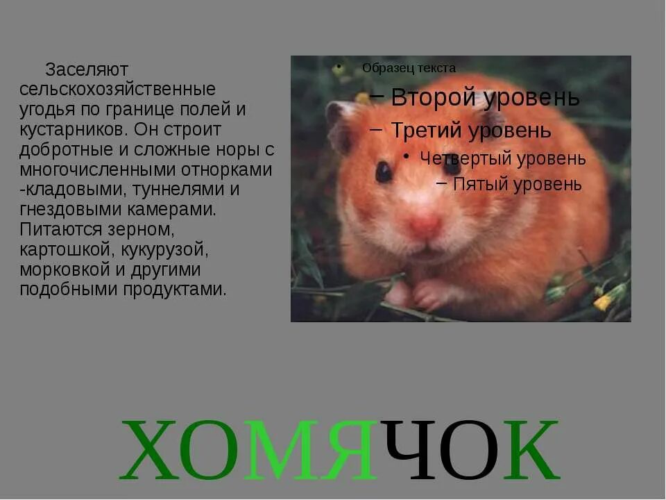 Животное поля сообщение. Сообщение о хомяке. рассказ про хомяка. проект для третьего класса про хомяка. доклад обитатели поля.