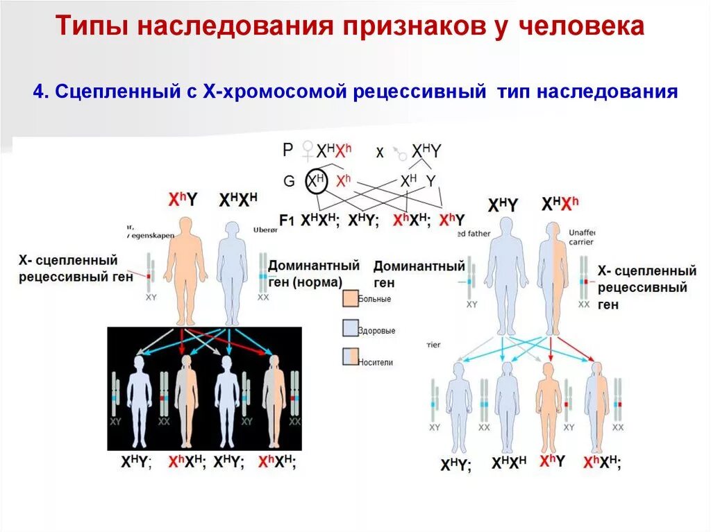 Днк наследственные признаки. Типы наследования признаков». Наследование. Типы наследования признаков таблица. Х сцепленный рецессивный Тип наследования генотип. Тип наследования признака определяется методом.