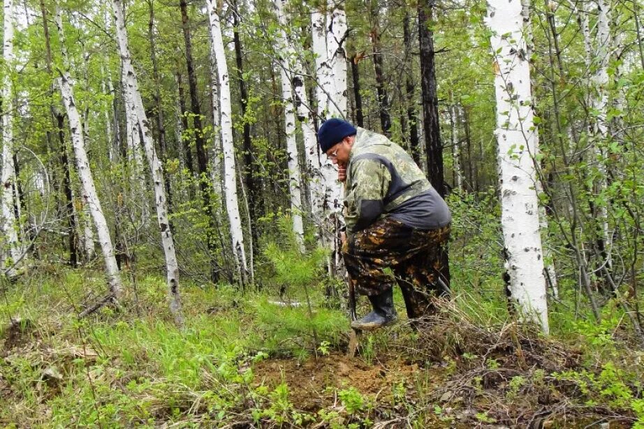 Хабаровский край лесное хозяйство