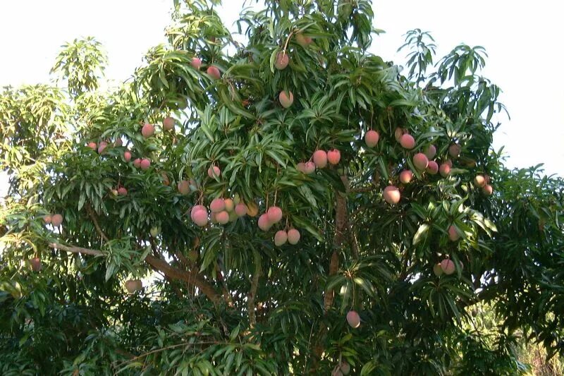 Мангустин растет. Мангустин дерево. Мангостин растет. Как растет мангустин. Мангостин дерево.