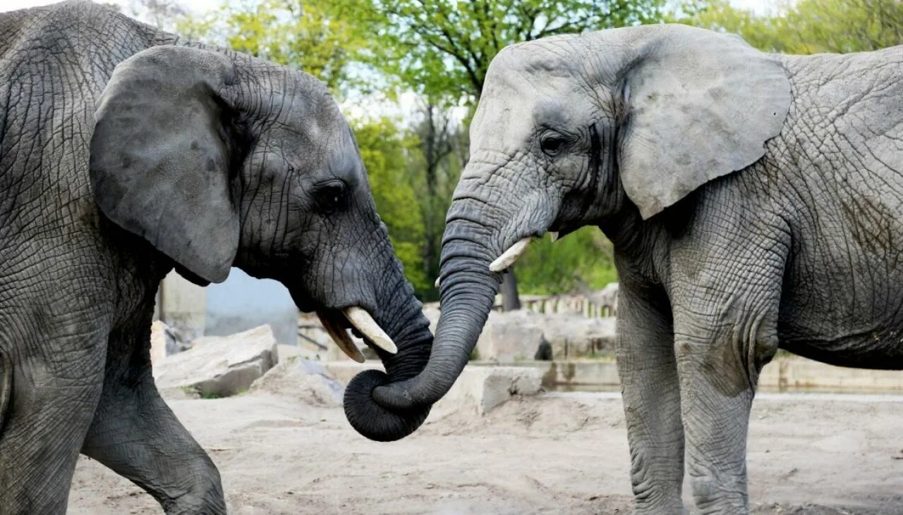 Two elephants. Слоны в зоопарке. Африканский слон в зоопарке. Московский зоопарк Африканский слон. Слон в зоопарке фото.