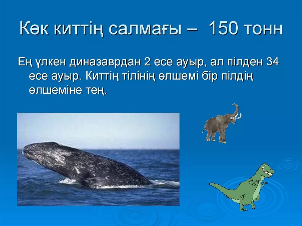 Синий кит вес. Кит весит. Сколько весит кит. Синий кит ≈ 150 тонн.