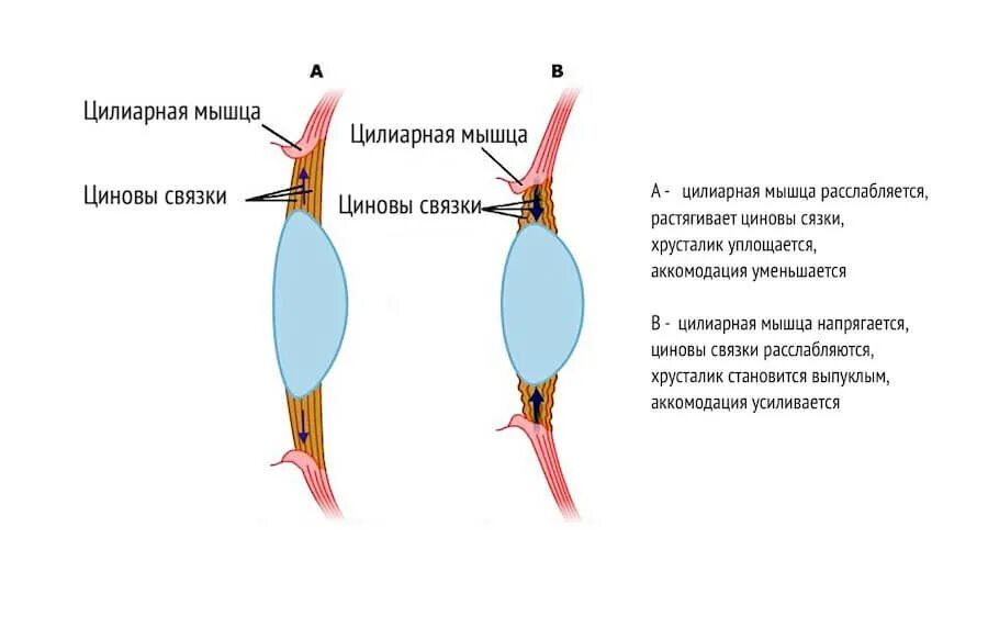 Тренировка аккомодации. Упражнения для тренировки цилиарной мышцы глаза. Механизм аккомодации хрусталика. Аккомодация цилиарная мышца. Глазные мышцы аккомодация.