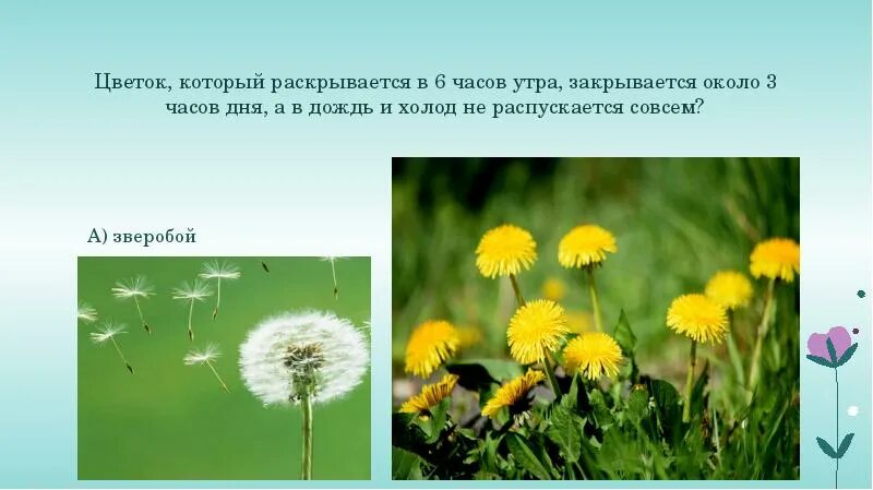 Растения луга нижегородской области. Цветки одуванчика утром раскрываются а вечером. Одуванчики вечером. Цветки одуванчика утром раскрываются а вечером. Цветки одуванчика утром раскрываются а вечером.