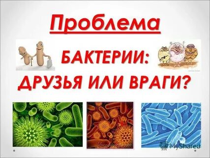 Друг микроб