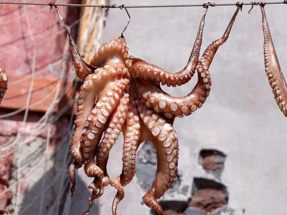 Осьминог на суше