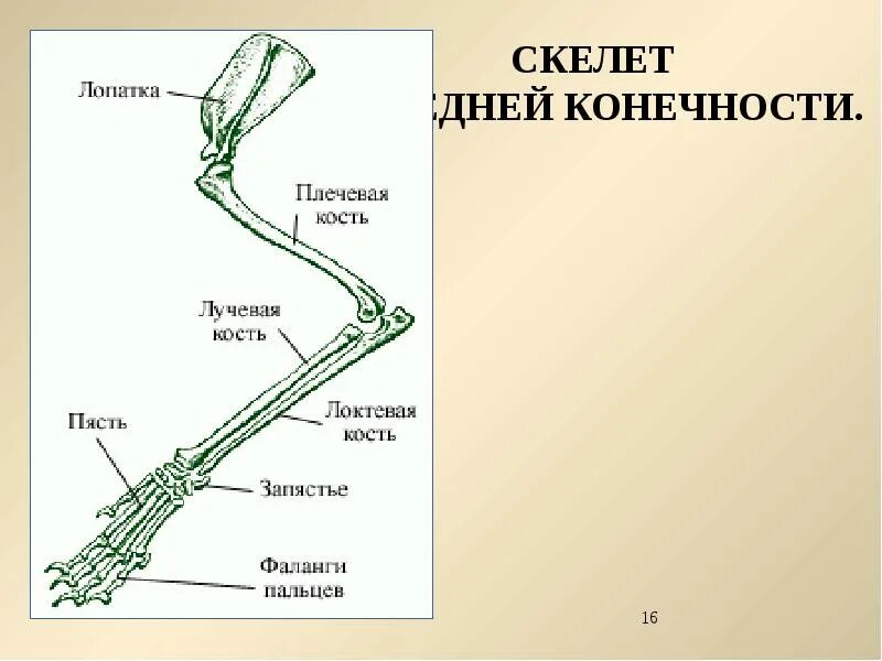 Кости пояса задних конечностей у птиц. Строение передней конечности млекопитающих. Строение задних конечностей млекопитающих. Скелет пояса задних конечностей млекопитающих. Строение передних конечностей кролика.