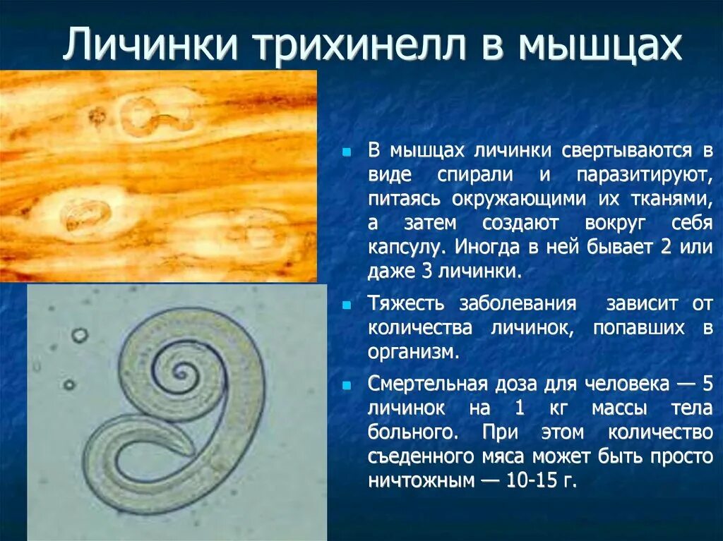 Цикл развития трихинеллы схема. Трихинелла жизненный цикл. Инкапсулированная личинка трихинеллы строение. Трихинеллы гермафродит. Особенности трихинеллы.