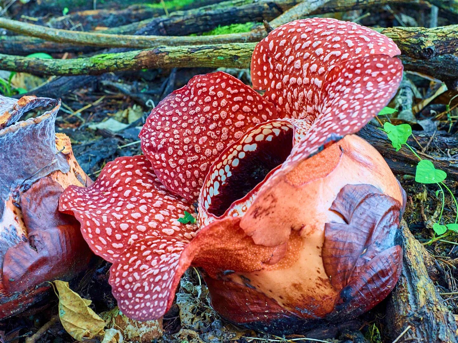 удивительные растения паразиты. раффлезия бутон. раффлезия арнольди ареал. удивительные растения паразиты. удивительные растения паразиты.