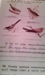 Какая птица живет не на лугу