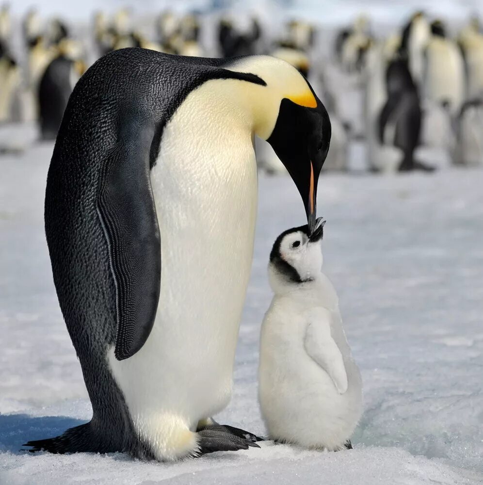 Emperor penguin. Императорский Пингвин в Антарктиде. Императорский Пингвин и Королевский Пингвин. Пингвины Королевские Императорские. Животные Антарктиды Императорский Пингвин.