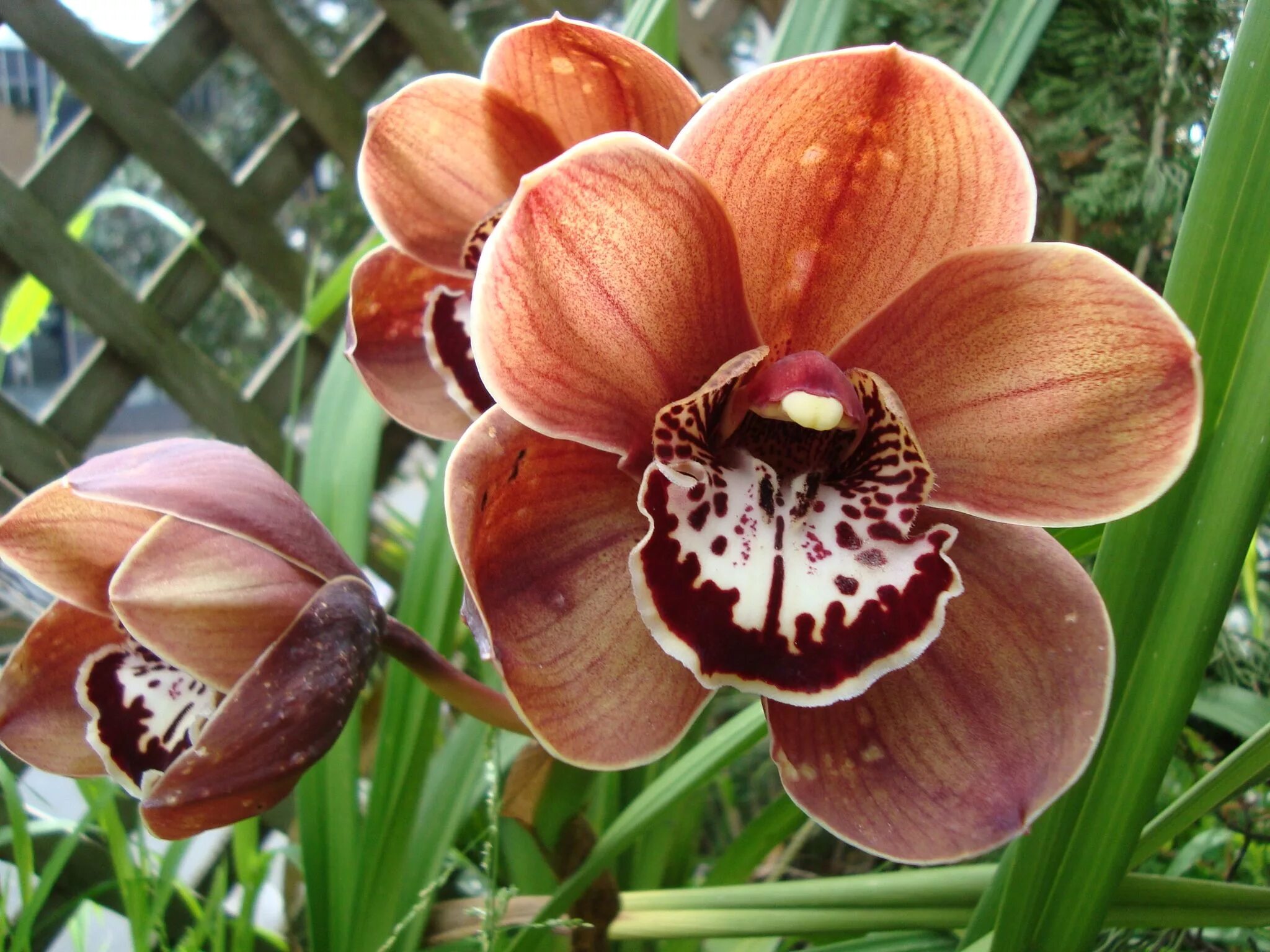 Brown flowers