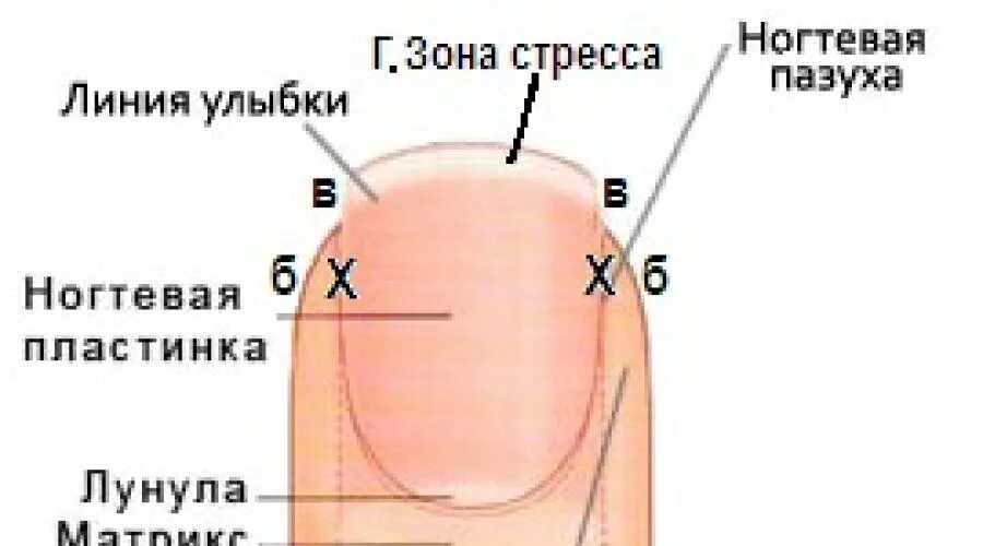 Как лечить матрикс. Строение ногтевой пластины матрикс. строение ногтя матрикс. повреждение матрицы ногтевой пластины. анатомия корневой части ногтевой пластинки.