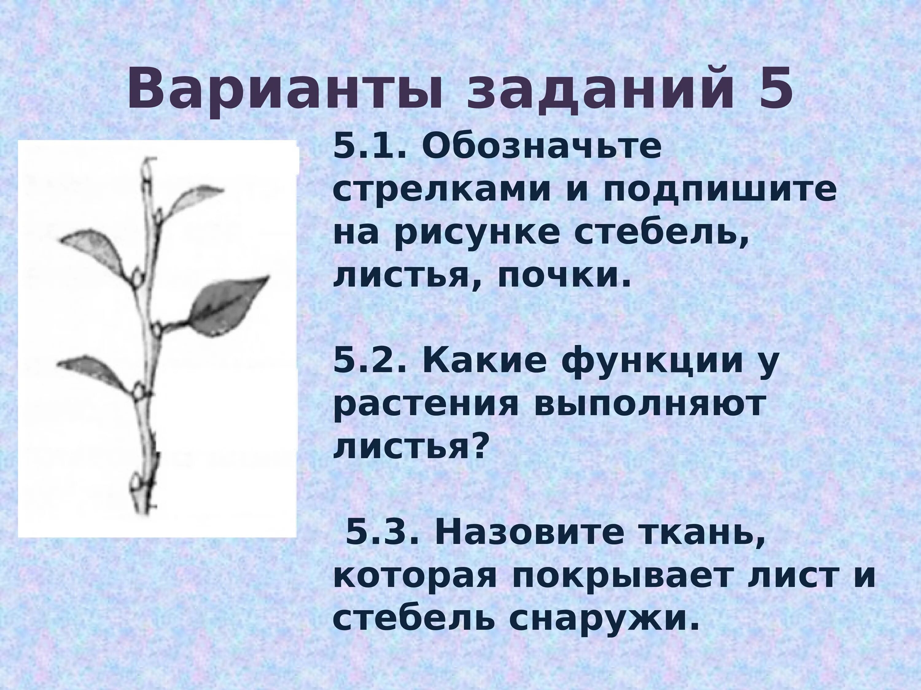 Вода в растении впр 6 класс биология. Какую функцию выполняет лист у растений. Функции стебля побега. Какую работу выполняет лист растения. Какие функции у побега выполняют листья.