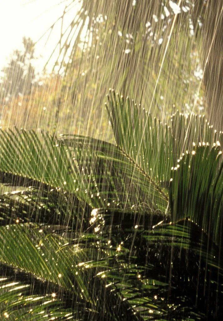 Тропические муссоны в индии. Ливневый тропический дождь. Тропический дождь. Дождь в тропиках. Ливневый тропический дождь.