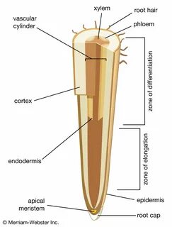 Define root