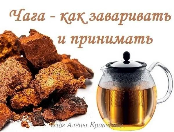 Чага березовая как заваривать чай. Чага. как заваривать чагу. как заваривать чагу правильно. гриб чага чай.
