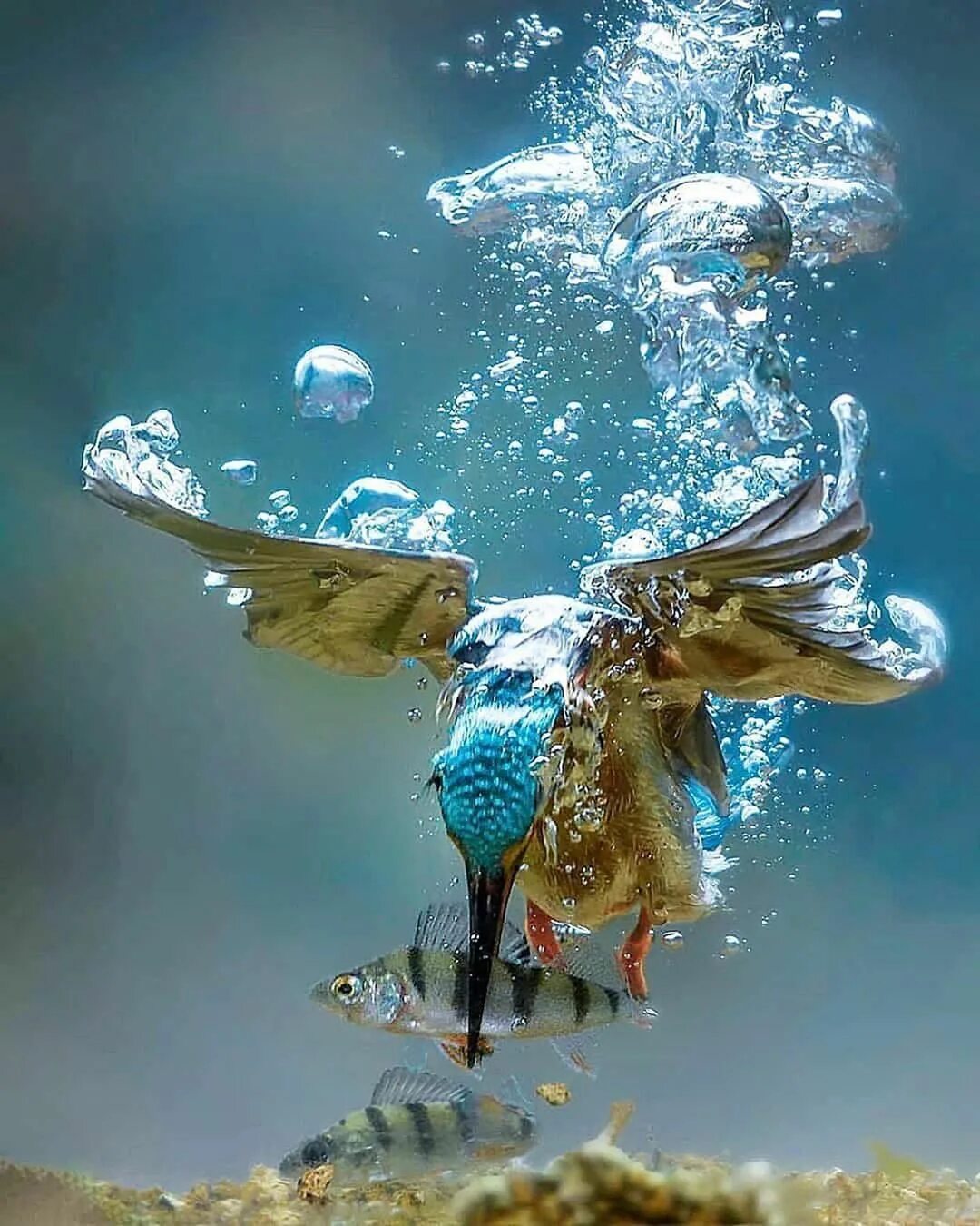 Птицы летающие под водой. Ныряющие птицы. Птица ныряющая в воду. Птица ныряльщик.