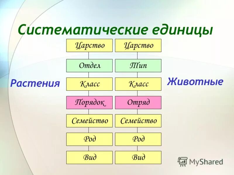 Роды категории а и б. Основные таксономические категории систематики растений. Систематика растений царство отделы. Систематические единицы в биологии животных и растений. Систематические единицы классификации животных.