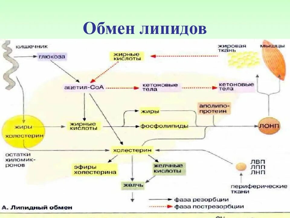 Последовательность процесса обмена жиров в организме человека. Схема процессов обмена липидов. Схема путей использования жиров в организме. Схема обменных процессов жиров. Метаболизм липидов в жировой ткани.