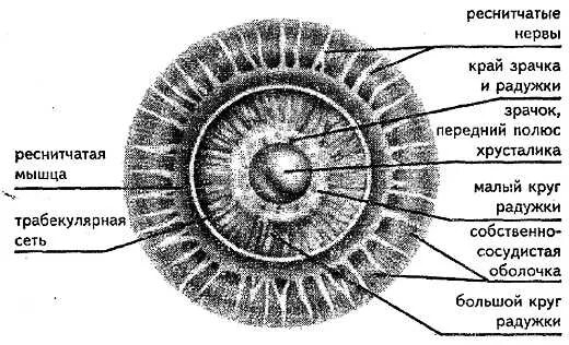 Радужка глаза строение анатомия. Строение глаза радужка оболочка. Строение радужной оболочки. Послойное строение Радужки. Особенность строения радужки какую функцию она выполняет