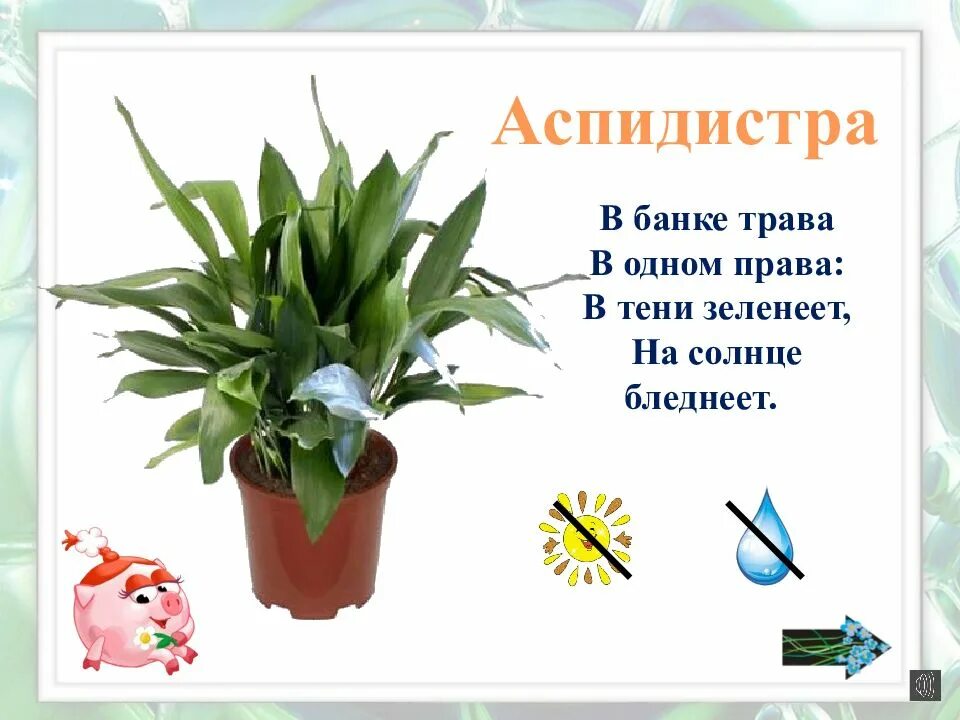 Комнатные растения для дошкольников. Детям о комнатных цветах. О комнатных цветах для дошкольников. Комнатные растения для детей дошкольников