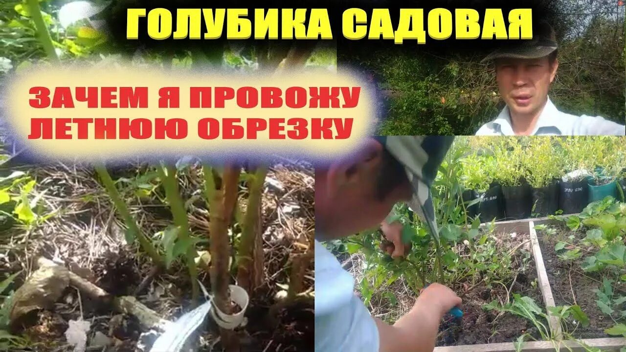 Как формировать голубику садовую. Обрезка голубики. летняя обрезка голубики. когда обрезать голубику садовую. надо ли обрезать голубику.