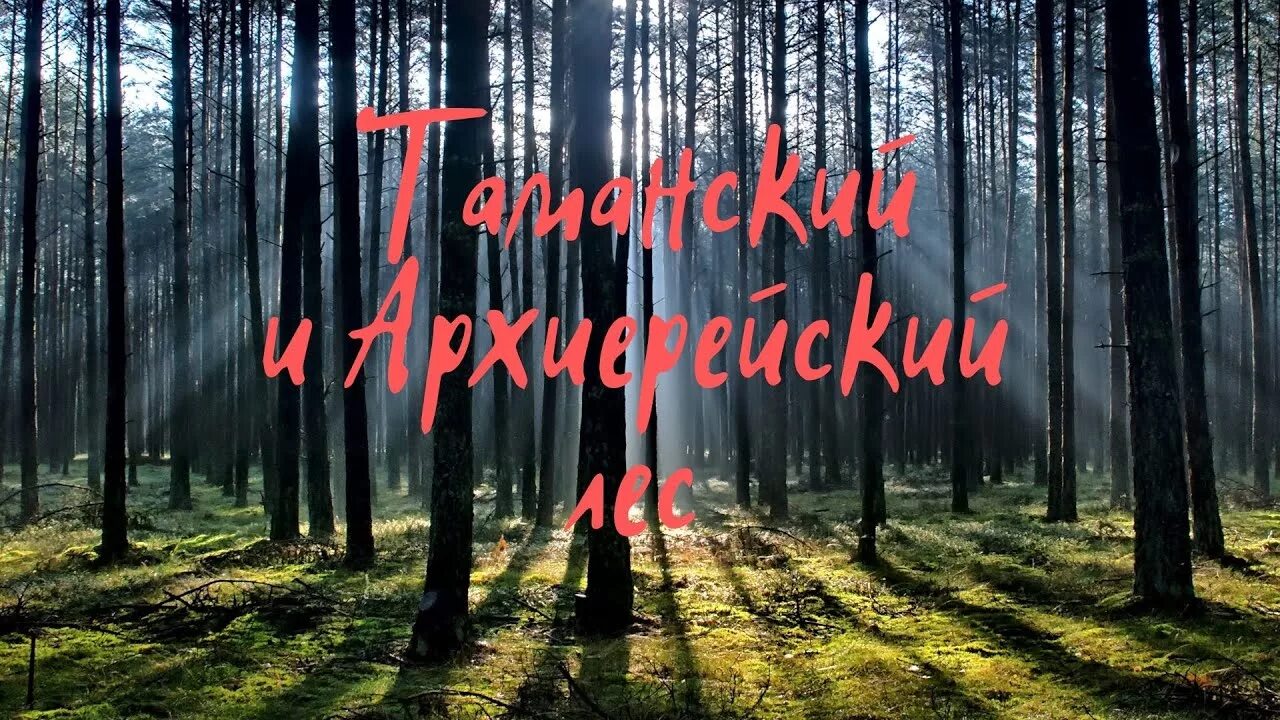 Релакс / Архиерейский лес / Комсомольский пруд / г. Ставрополь - YouTube