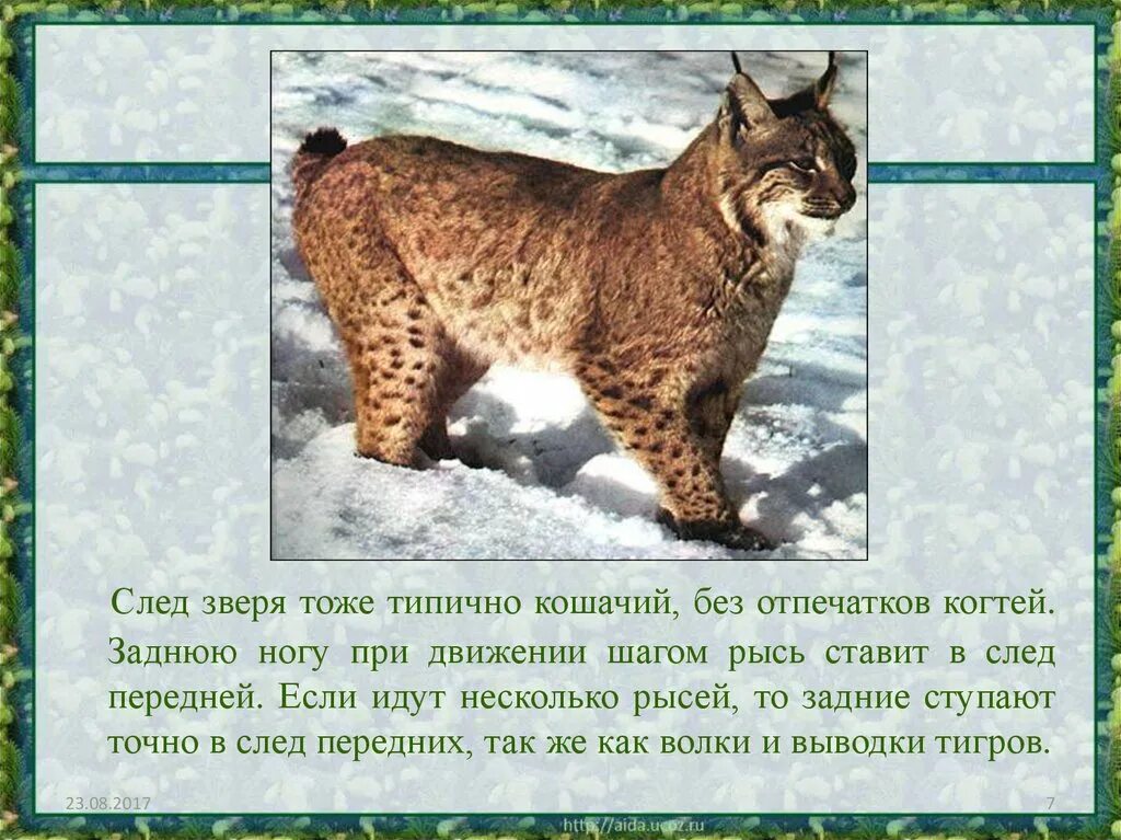 Роль рыси. Презентация на тему Рысь. Доклад о Рысе. Сообщение о рыси. Доклад про Рыся.