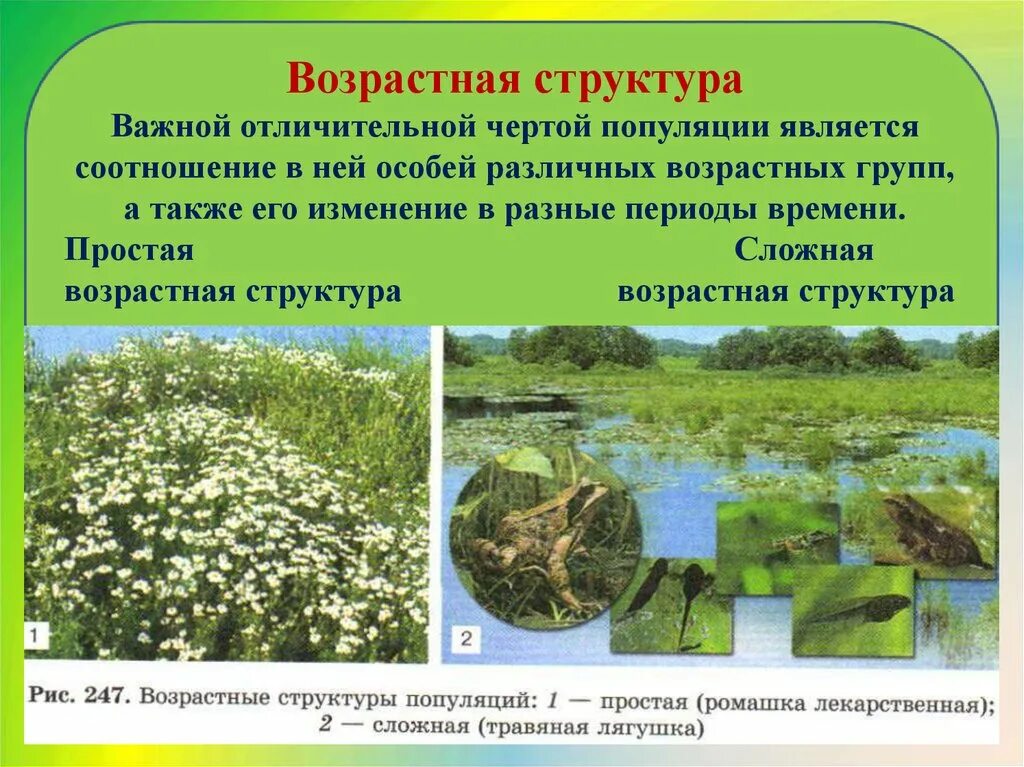 Возрастные группы популяции. Возрастная структура популяции. Простая структура популяции. Возрастная структура популяции структура. Простая и сложная возрастная структура популяции.