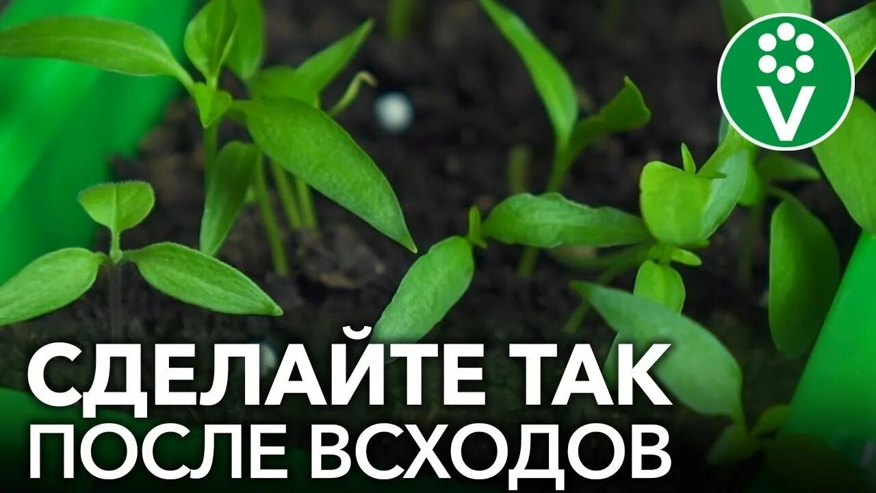 Процветок подкормка рассады перца на рассаду. Подкормка по листу в августе. Остановился рост рассады перца. Первая подкормка рассады перцев после всходов чем