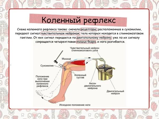 Почему стучат ногами. Рефлекс коленного сухожилия. Исследование коленного рефлекса. Рефлексы молоточком. Молоточек невролога по коленкам.