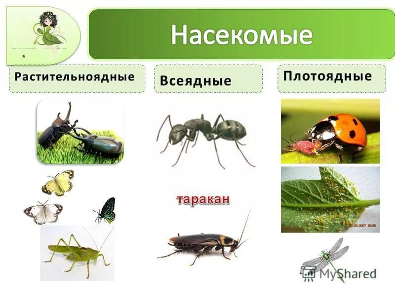Растительноядные насекомые