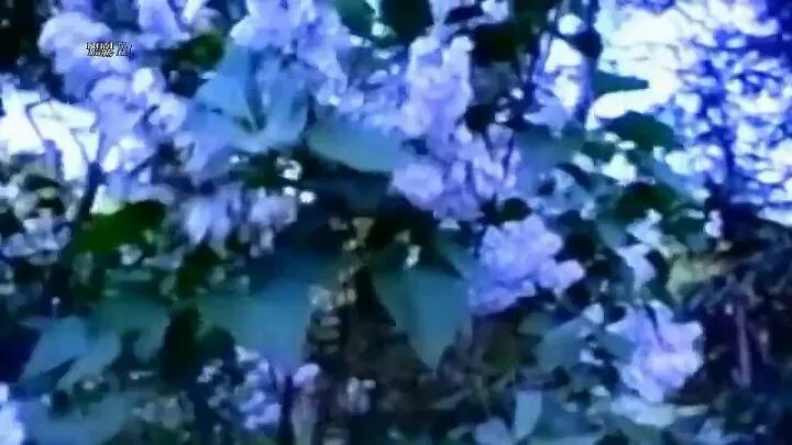 Залкин одинокая ветка сирени ноты. Одинокая ветка сирени песня слушать залкин. Одинокая ветка сирени песня слушать залкин. Одинокая ветка сирени песня слушать залкин. Одинокая ветка сирени песня слушать залкин.