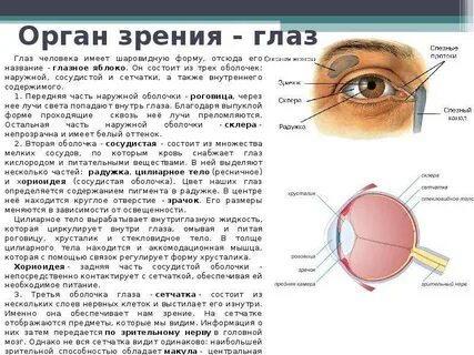 К каким органам относится орган зрения