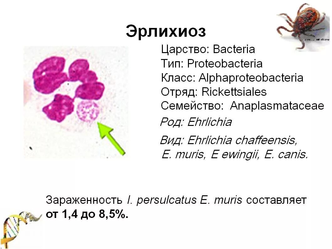 Моноцитарный эрлихиоз человека что это. Эрлихиоз клещевой возбудитель. моноцитарный эрлихиоз. эрлихиоз клинические проявления. моноцитарный эрлихиоз человека возбудитель.