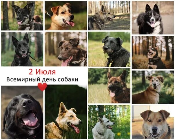 Отличный день стать собакой 3. Всемирный день собак. Международный день собак в России. Всемирный день собаки 2 июля. Всемирный день собаки 2 июля картинки.
